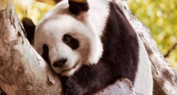 Logo WWF-Brasil: plataforma de captação 